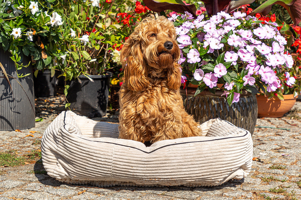 Pouf Cuccia Imbottita per Cane Gatto in Velluto